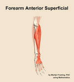 Muscles of the anterior superficial compartment of the forearm - orientation 11