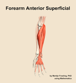 Muscles of the anterior superficial compartment of the forearm - orientation 12