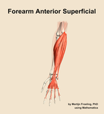 Muscles of the anterior superficial compartment of the forearm - orientation 13