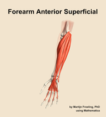 Muscles of the anterior superficial compartment of the forearm - orientation 14