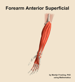 Muscles of the anterior superficial compartment of the forearm - orientation 15