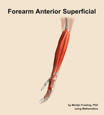 Muscles of the anterior superficial compartment of the forearm - orientation 16