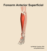 Muscles of the anterior superficial compartment of the forearm - orientation 3