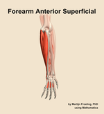 Muscles of the anterior superficial compartment of the forearm - orientation 4