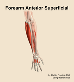 Muscles of the anterior superficial compartment of the forearm - orientation 5