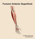 Muscles of the anterior superficial compartment of the forearm - orientation 6