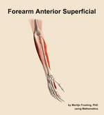 Muscles of the anterior superficial compartment of the forearm - orientation 7