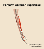 Muscles of the anterior superficial compartment of the forearm - orientation 8