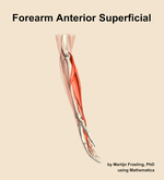 Muscles of the anterior superficial compartment of the forearm - orientation 9