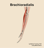 The brachioradialis muscle of the forearm - orientation 1