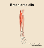 The brachioradialis muscle of the forearm - orientation 11