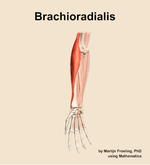 The brachioradialis muscle of the forearm - orientation 12