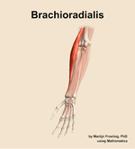 The brachioradialis muscle of the forearm - orientation 14