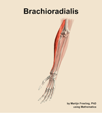 The brachioradialis muscle of the forearm - orientation 15