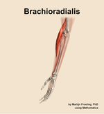 The brachioradialis muscle of the forearm - orientation 16