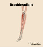 The brachioradialis muscle of the forearm - orientation 2