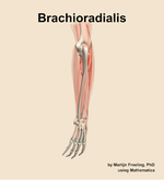 The brachioradialis muscle of the forearm - orientation 3