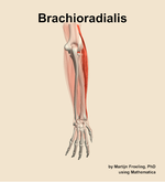 The brachioradialis muscle of the forearm - orientation 4