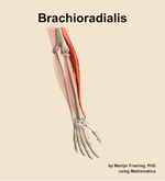 The brachioradialis muscle of the forearm - orientation 6