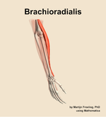 The brachioradialis muscle of the forearm - orientation 7