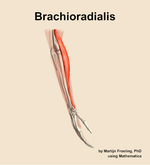 The brachioradialis muscle of the forearm - orientation 8