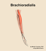 The brachioradialis muscle of the forearm - orientation 9