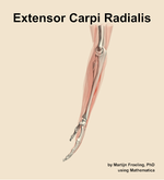 The extensor carpi radialis muscle of the forearm - orientation 1