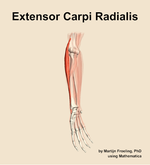The extensor carpi radialis muscle of the forearm - orientation 11