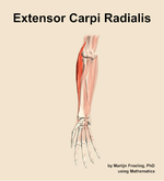 The extensor carpi radialis muscle of the forearm - orientation 12