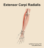 The extensor carpi radialis muscle of the forearm - orientation 14