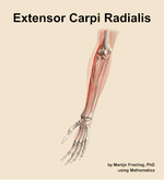 The extensor carpi radialis muscle of the forearm - orientation 15