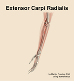 The extensor carpi radialis muscle of the forearm - orientation 16