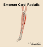 The extensor carpi radialis muscle of the forearm - orientation 2