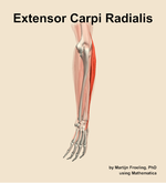 The extensor carpi radialis muscle of the forearm - orientation 3
