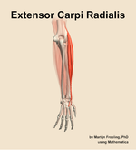 The extensor carpi radialis muscle of the forearm - orientation 4