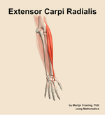 The extensor carpi radialis muscle of the forearm - orientation 5