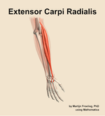 The extensor carpi radialis muscle of the forearm - orientation 6