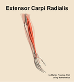 The extensor carpi radialis muscle of the forearm - orientation 7