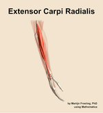 The extensor carpi radialis muscle of the forearm - orientation 8