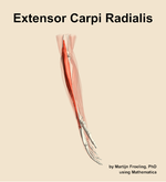 The extensor carpi radialis muscle of the forearm - orientation 9