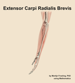 The extensor carpi radialis brevis muscle of the forearm - orientation 1
