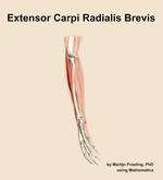 The extensor carpi radialis brevis muscle of the forearm - orientation 10
