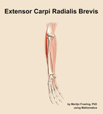 The extensor carpi radialis brevis muscle of the forearm - orientation 11