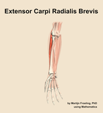 The extensor carpi radialis brevis muscle of the forearm - orientation 12
