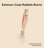 The extensor carpi radialis brevis muscle of the forearm - orientation 13