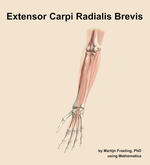 The extensor carpi radialis brevis muscle of the forearm - orientation 14