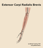 The extensor carpi radialis brevis muscle of the forearm - orientation 16