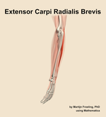 The extensor carpi radialis brevis muscle of the forearm - orientation 2