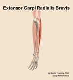 The extensor carpi radialis brevis muscle of the forearm - orientation 3