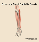 The extensor carpi radialis brevis muscle of the forearm - orientation 4